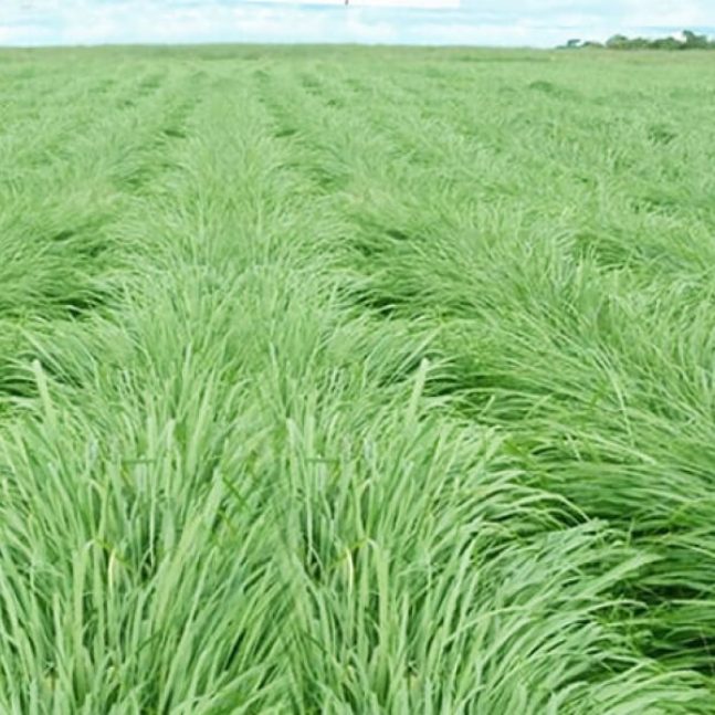 fornecedor-capim-massai-panicum-pastagem-mato-grosso-do-sul
